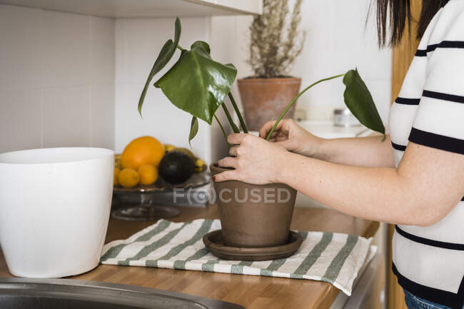 Corp fêmea irreconhecível replantio planta verde em vaso de flores de cerâmica à mesa em casa — Fotografia de Stock