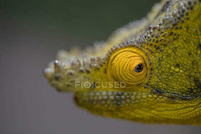 Amazing chameleon sitting on mossy twig on Madagascar — Stock Photo