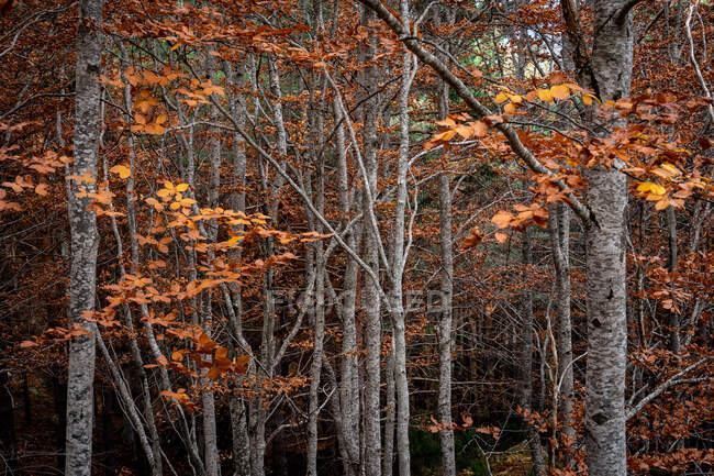 Detalles del bosque de haya en otoño - foto de stock