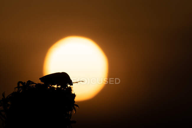 Silhouette d'un scarabée au coucher du soleil avec le soleil en arrière-plan — Photo de stock