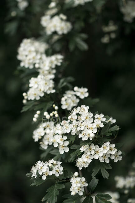 Common hawthorn (Crataegus monogyna) white flowers in spring with a moody style — Stock Photo