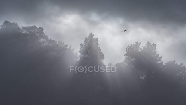 Dal basso di uccelli che volano in cielo nuvoloso sopra boschi cupi con alberi alti in giorno nebbioso nel Parco Nazionale della Sierra de Guadarrama — Foto stock