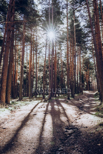 Пейзаж соснового леса с длинными тенями, отбрасываемыми солнцем в лесу — стоковое фото