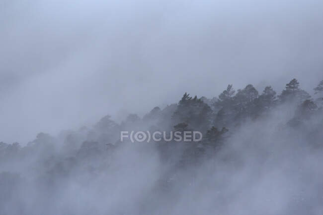 Paesaggio maestoso di boschi in terreni montuosi coperti da fitta nebbia nel Parco Nazionale della Sierra de Guadarrama — Foto stock