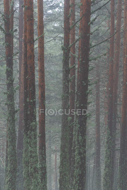 Arbres couverts de mousse verte poussant dans les bois par temps brumeux dans le parc national de la Sierra de Guadarrama — Photo de stock