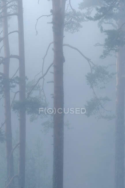 Деревья, покрытые зеленым мхом, растущие в лесу в туманный день в Национальном парке Сьерра-де-Гуадарама — стоковое фото