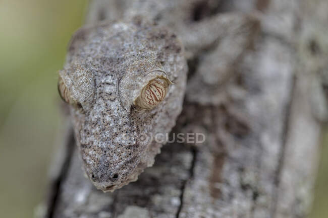 Gros plan d'un Gecko malgache perché sur un arbre et camouflé avec les branches — Photo de stock