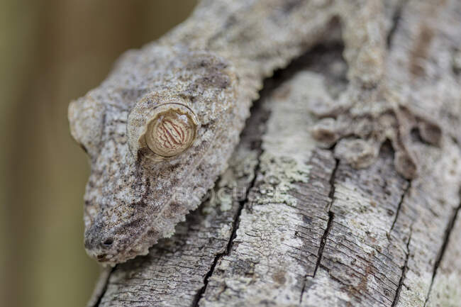 Крупный план мадагаскарского геккона, сидящего на дереве и замаскированного под ветки — стоковое фото