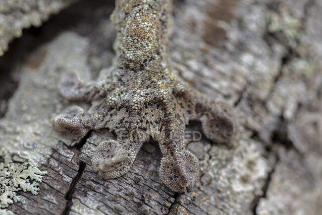 Gros plan d'un Gecko malgache perché sur un arbre et camouflé avec les branches — Photo de stock