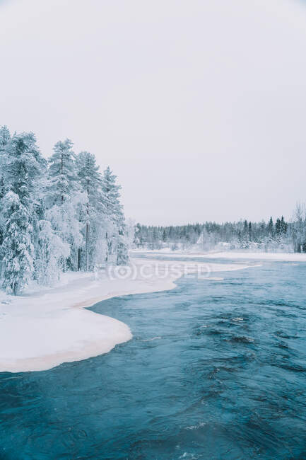 Vista panorámica del río congelado rodeado de altos árboles de coníferas que crecen en el bosque nevado en invierno - foto de stock