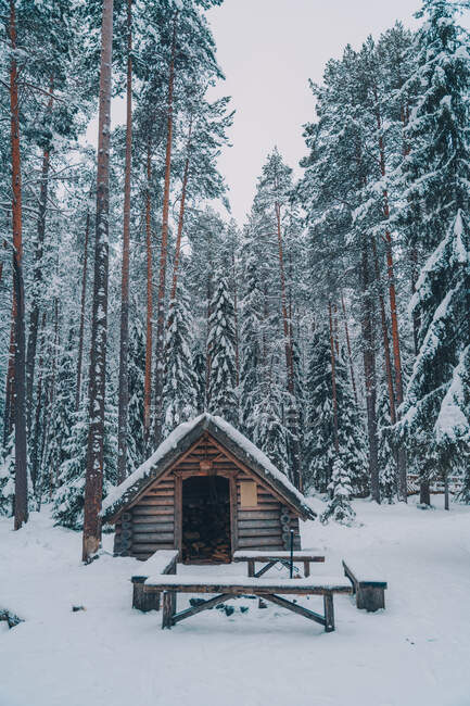 Pequena cabana de madeira e bancos colocados em florestas nevadas entre árvores de coníferas altas no inverno — Fotografia de Stock