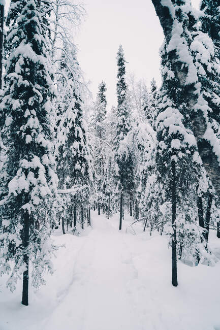 Сніжна стежка, що веде через хвойні дерева, росте в лісах у похмурий день взимку. — стокове фото