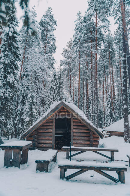 Pequena cabana de madeira e bancos colocados em florestas nevadas entre árvores de coníferas altas no inverno — Fotografia de Stock