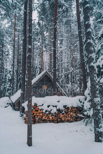 Невелика дерев'яна халупа і складені дрова поміщені в засніжені ліси серед високих хвойних дерев взимку — стокове фото