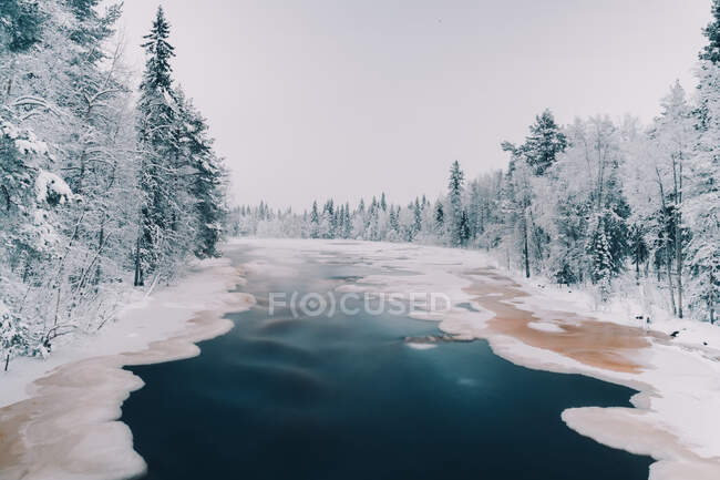 Vista panoramica del fiume ghiacciato circondato da alti alberi di conifere che crescono nella foresta innevata in inverno — Foto stock