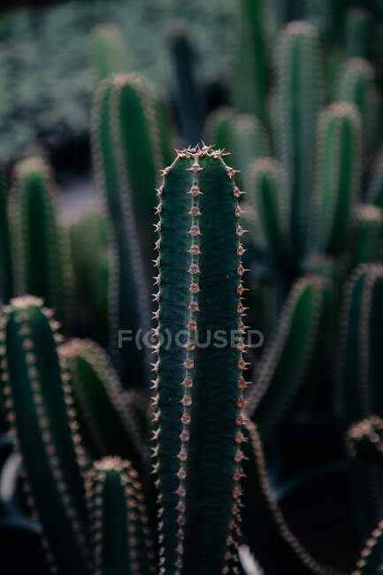 From above of prickly cacti with spiky stems growing in pots in botanical garden — Stock Photo