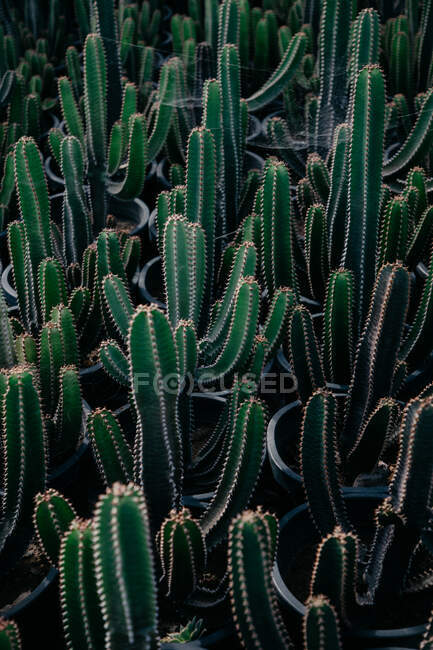 Зверху колючі кактуси з пряними стеблами, що ростуть в горщиках в ботанічному саду — стокове фото