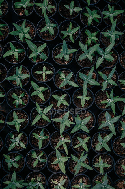 Сверху на зеленых саженцах, растущих в горшках с плодородной почвой в теплице — стоковое фото