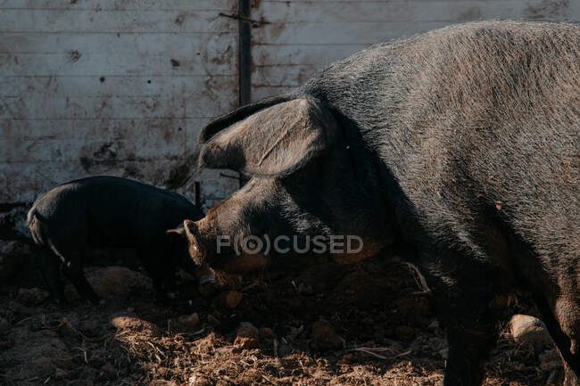 Вид сбоку на большую черную свинью с поросятами, пасущимися в загоне сельскохозяйственных угодий — стоковое фото