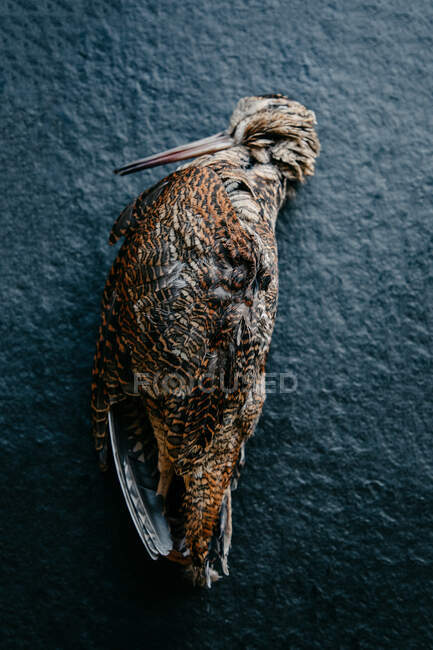 Vue du dessus de la carcasse morte d'oiseau de bécasse placée sur la table pour cuisiner le repas — Photo de stock