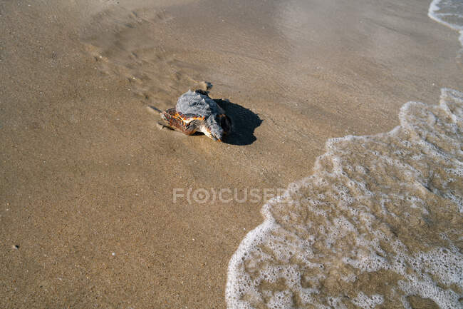 Дикая выпущенная черепаха на карапасе на песчаном берегу моря в солнечный день — стоковое фото