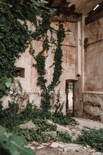Выветрившаяся каменная стена оставшегося заброшенного здания, покрытая заросшими пышными растениями при дневном свете — стоковое фото