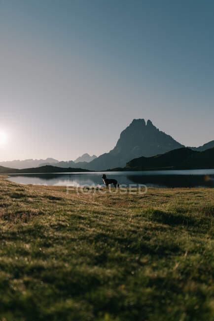 Purebred dog standing on grassland against lake and high snowy mountain under blue sky in daytime — Stock Photo