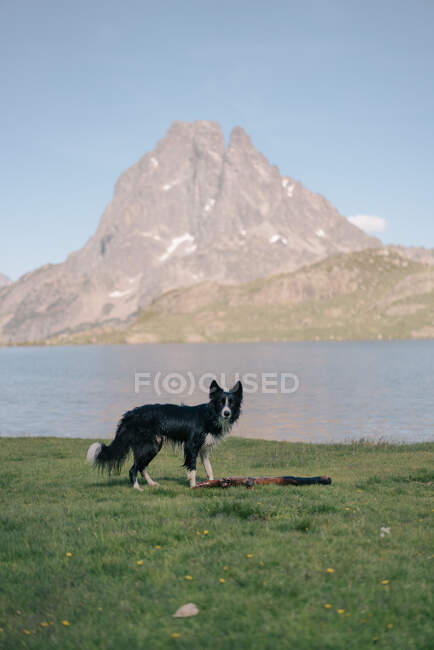 Purebred dog standing on grassland against lake and high snowy mountain under blue sky in daytime — Stock Photo