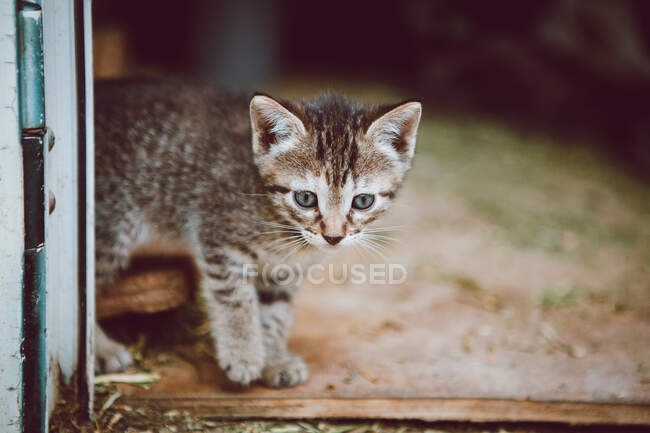 Adorable gatito sin hogar mirando hacia otro lado - foto de stock
