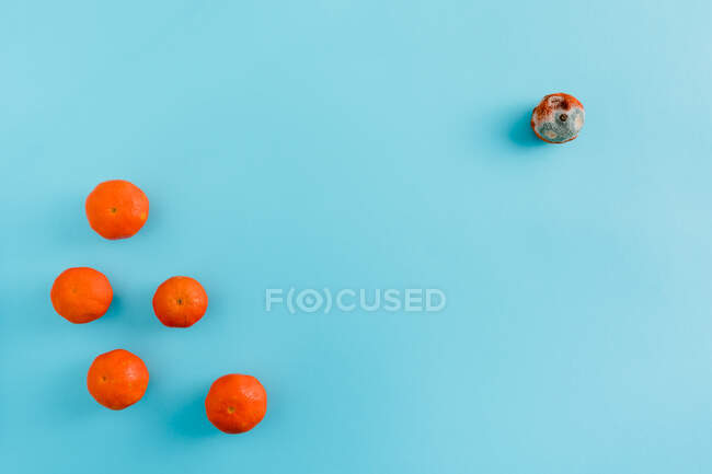 Vista superior de mandarinas suculentas frescas em diferentes estágios de amadurecimento ao estado de mofo — Fotografia de Stock
