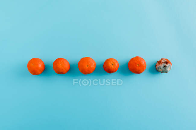Draufsicht auf frische saftige Mandarinen in Reihe in verschiedenen Reifestadien bis hin zum schimmeligen Zustand — Stockfoto
