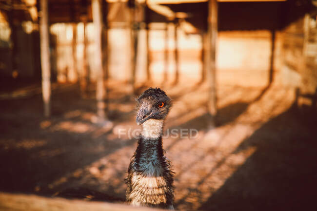 Big omnivorous bird with pointed beak and attentive gaze on dry terrain in countryside on sunny day — Stock Photo