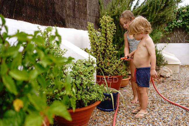 Вид збоку мила маленька сестра і брат поливають свіжі зелені рослини з шланга, проводячи час разом на задньому дворі — стокове фото