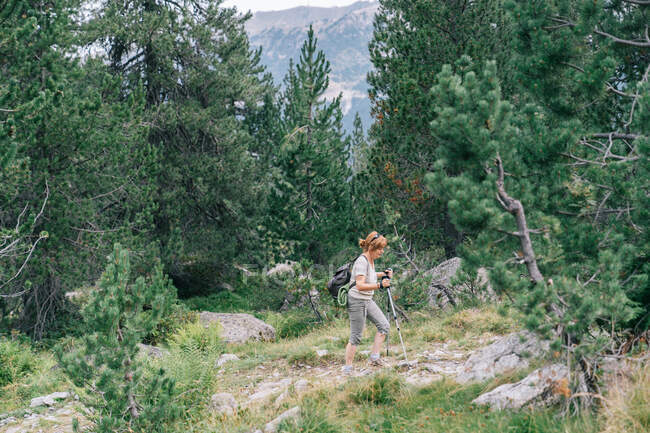 Ganzkörper-Seitenansicht konzentriert erwachsene reife Frau in Freizeitkleidung praktiziert Pole Walking und geht auf steinigen Pfad am Berghang im Sommer Natur — Stockfoto