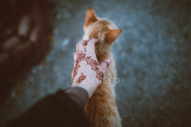 Von oben von der Ernte anonyme Hündin mit Mehndi streichelt niedliche Katze mit braunem Fell auf dem Bürgersteig — Stockfoto