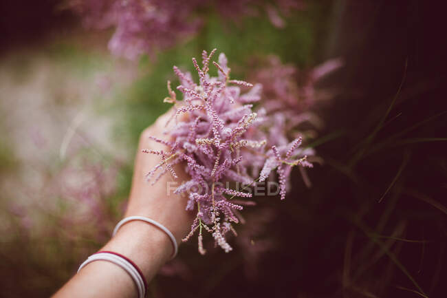 Dall'alto di raccolto femmina anonima che tocca il cespuglio di tamarisco con piccoli fiori rosa fiorenti in estate — Foto stock