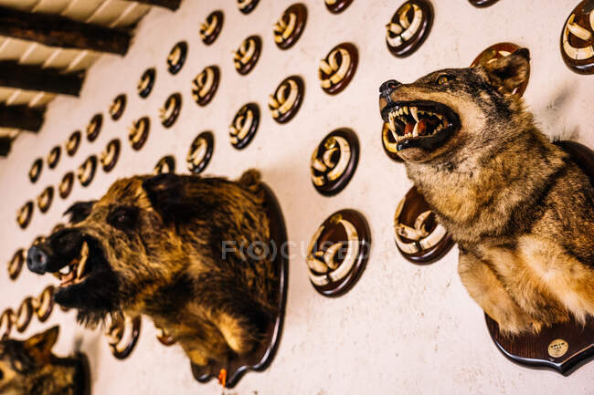 Desde abajo de peluches de animales salvajes muertos con dientes afilados colgando en la pared en la cabaña de caza - foto de stock