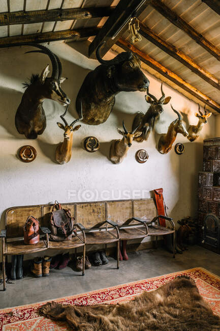 Interior of hunting house with stuffed animals hanging on wall under  footwear for hunting — wild, fluff - Stock Photo | #452682858