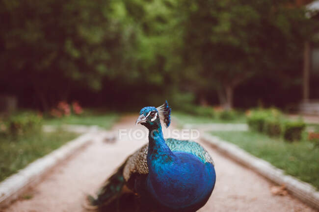 Indian peacock with feathers on neck and long pointed beak on walkway in summer garden — Stock Photo