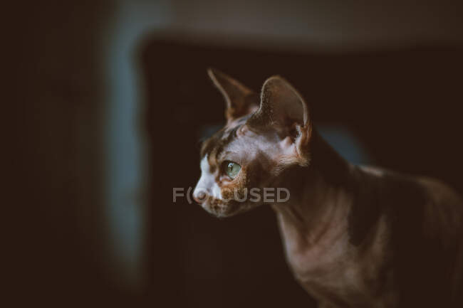 Gato sin pelo de pura raza con pelaje marrón y mancha en bozal mirando hacia adelante con mirada atenta - foto de stock
