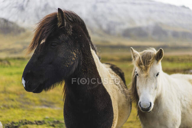 Islandpferde auf einem Feld bei Akranes, Island, Europa — Stockfoto