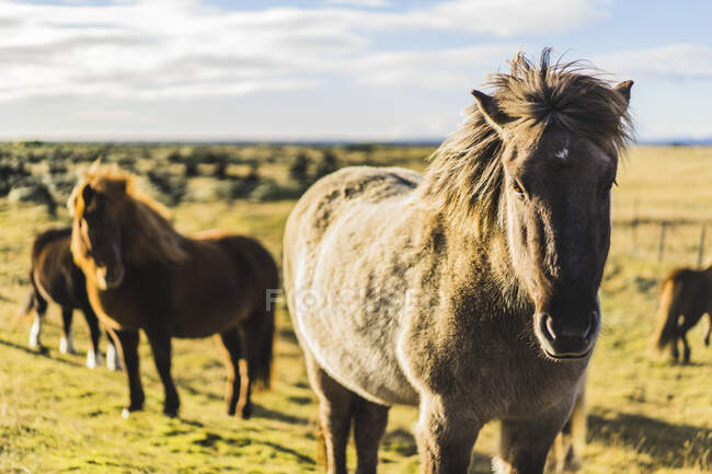 Cavalos islandeses em campo ao longo da rota 1, Islândia, Europa — Fotografia de Stock