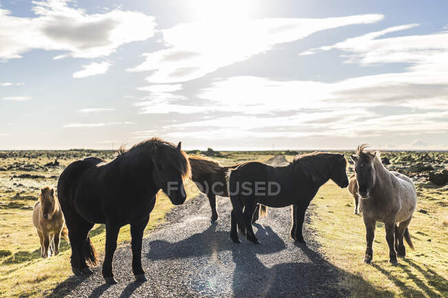 Cavalos islandeses em campo ao longo da rota 1, Islândia, Europa — Fotografia de Stock