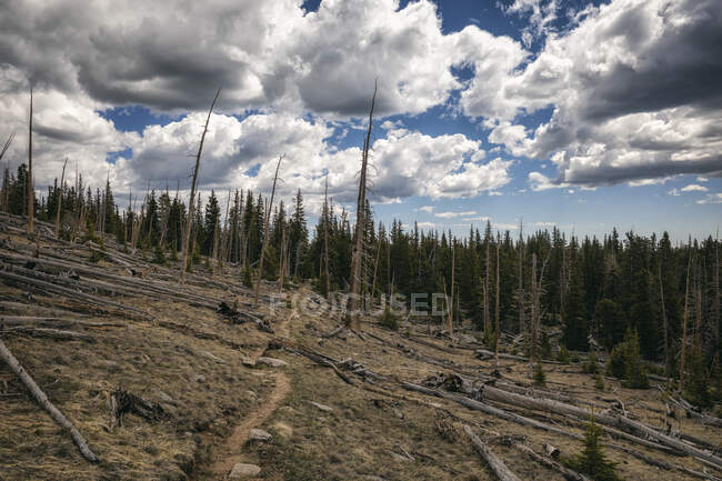 Vue sur un paysage nuageux avec des arbres secs — Photo de stock