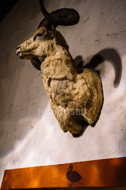 From below of hairy stuffed goat hanging on wall in rustic hunting house — Stock Photo