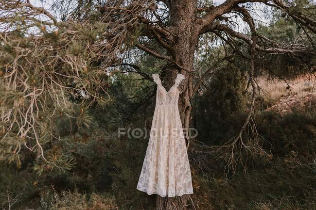 Vestido tradicional elegante branco pendurado no ramo de árvore conífera na natureza durante a celebração do casamento em terreno rural na natureza — Fotografia de Stock