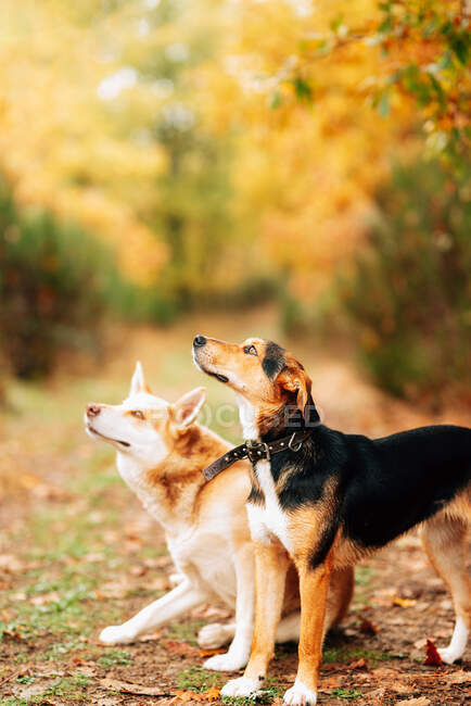 Adorables perros mestizos domésticos de pie en el estrecho sendero cubierto de hojas caídas en el parque de otoño y mirando hacia otro lado con interés - foto de stock