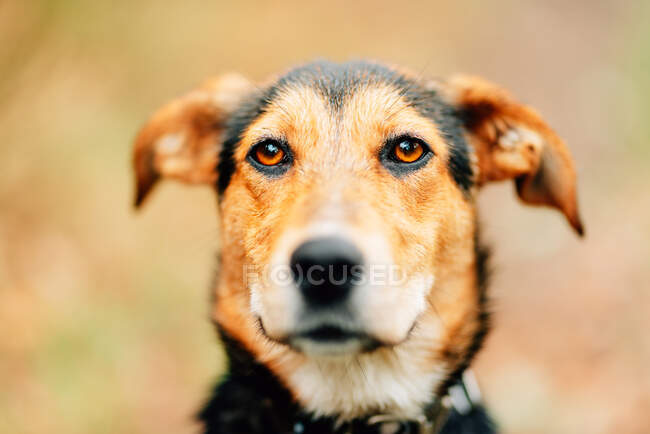 Bozal de adorable perro mestizo doméstico con piel roja y negra mirando a la cámara sobre fondo borroso del parque - foto de stock