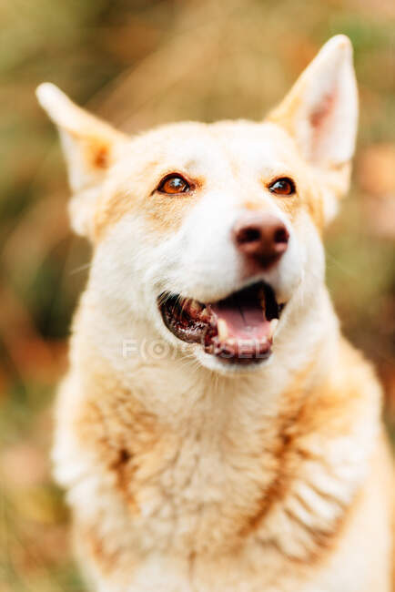 Adorable perro joven doméstico con piel blanca esponjosa de pie con la boca abierta sobre el fondo borroso del parque y mirando hacia otro lado con curiosidad - foto de stock