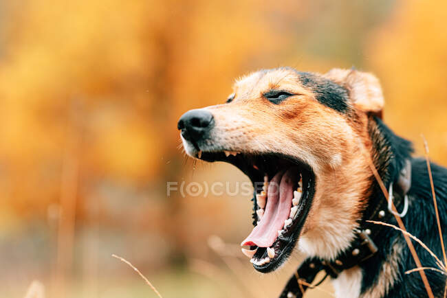 Muzzle of adorable domestic mongrel dog with red and black fur looking away on blurred park background — Stock Photo